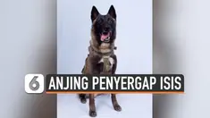 Presiden Amerika Serikat Donald Trump memperlihatkan foto seekor anjing yang ikut menyergap pemimpin ISIS al-Baghdadi bersama pasukan khusus Amerika.
