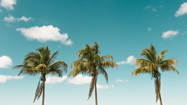 Ilustrasi pohon kelapa