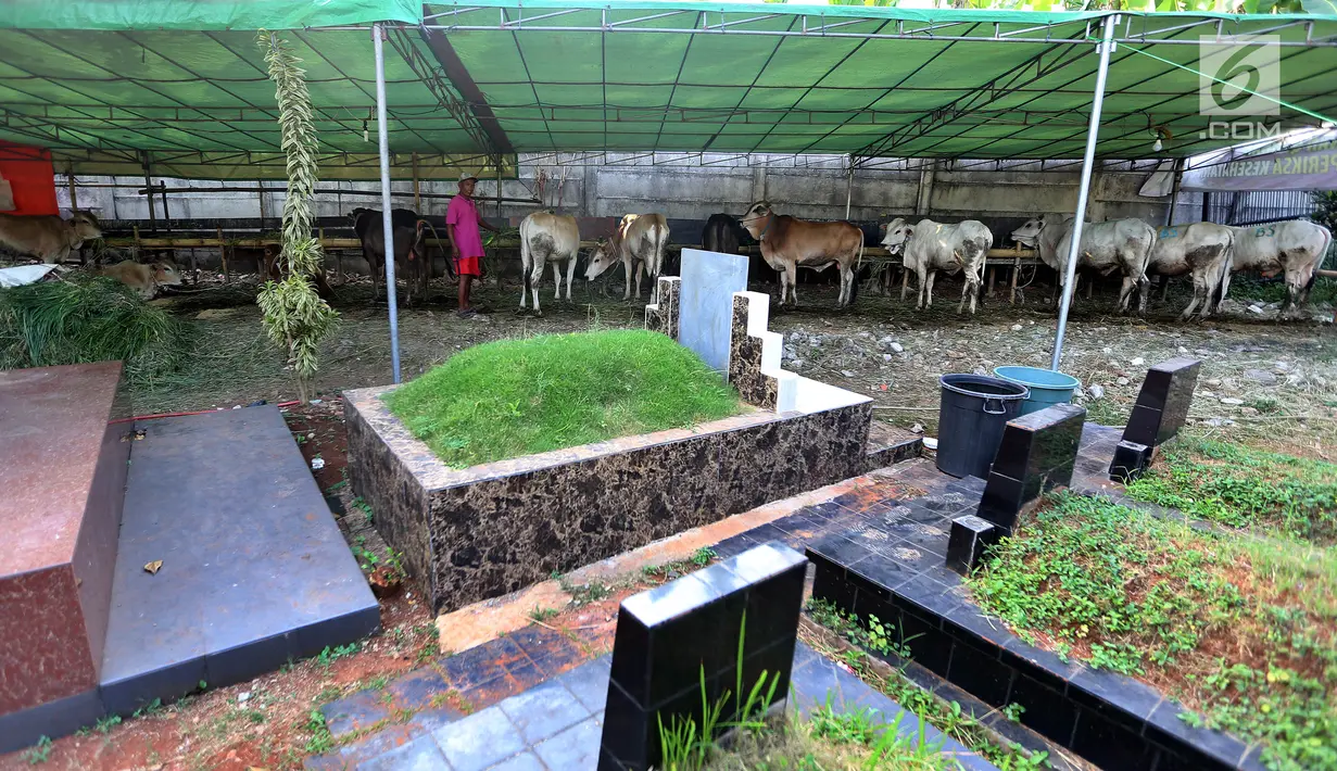 Pedagang memberikan makan pada hewan kurban yang dijajakannya di TPU Tanah Kusir, Jakarta, Senin (21/8). Pedagang hewan kurban memanfaatkan lahan di areal makam untuk menjual sapi menjelang Hari Raya Idul Adha. (Liputan6.com/Johan Tallo)