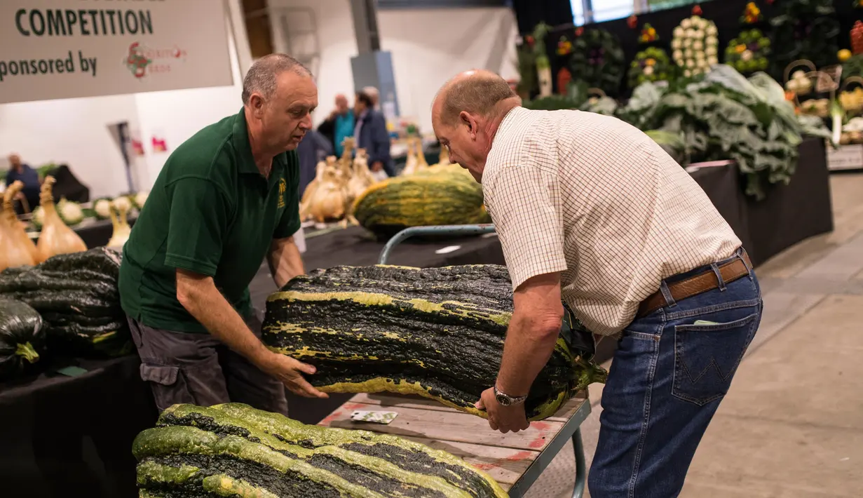 Juri memindahkan labu saat Harrogate Autumn Flower Show di Great Yorkshire Showground, Harrogate, Inggris, Jumat (16/9). Ini adalah acara paling bergengsi di Yorkshire, Inggris, yang diikuti oleh ribuan peserta. (AFP PHOTO/Oli Scarff) 