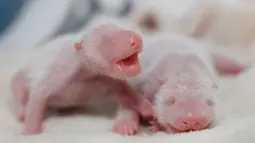 Dua bayi panda kembar berbobot masing-masing 144 gram dan 113 gram di pusat pengembangbiakan di Chengdu, China, 21 Juni 2016. Keduanya merupakan bayi pertama dari induk panda spesies panda raksasa yang langka, bernama Yali. (China Daily/via REUTERS)