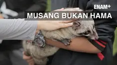 Musang yang memiliki stigma negatif di masyarakat ternyata bisa dipelihara dan memiliki fungsi lain yang menguntungkan.