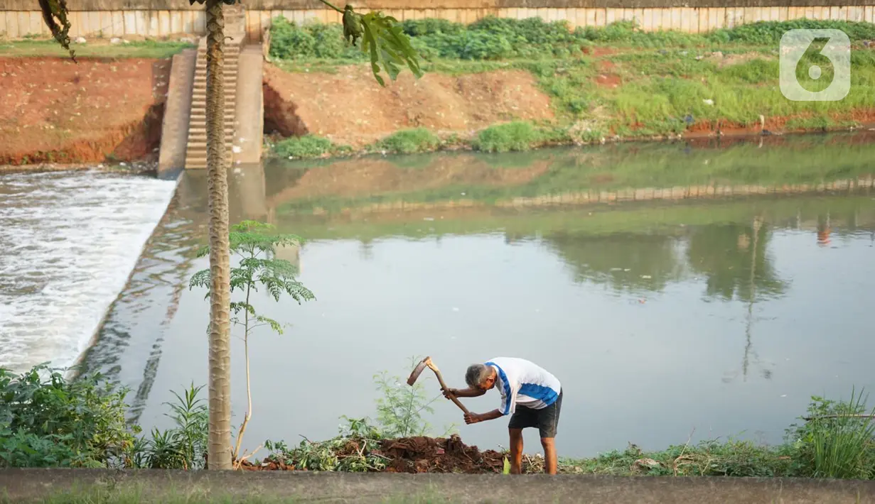 Ismail (67) bercocok tanam di sekitar bantaran Kanal Banjir Timur (KBT), Jakarta, Rabu (10/6/2020). Masa PSBB dimanfaatkan Ismail untuk bercocok tanam dengan menanam berbagai jenis rempah dan umbi-umbian yang hasilnya digunakan untuk konsumsi pribadi. (Liputan6.com/Immanuel Antonius)