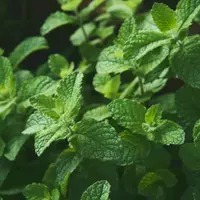 Ilustrasi Tanaman Daun Mint/Photo by Fernanda Arias on Unsplash