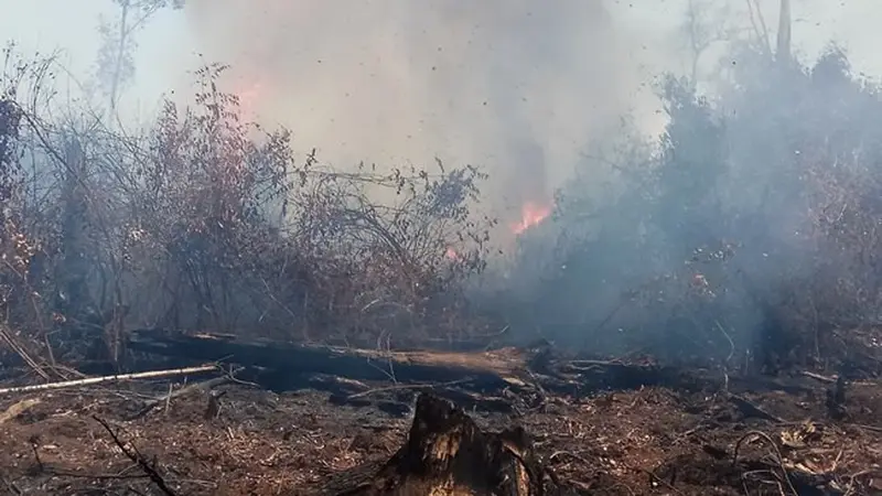 Kobaran api yang menghanguskan ribuan hektar lahan gambut di Pulau Rupat.