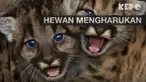 Walaupun tak memiliki akal dan pikiran, ternyata para hewan ini memiliki perasaan hingga tingkah lakunya membuat manusia bersedih.