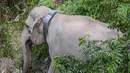 Pemasangan GPS Collar ini dilakukan dalam rangka membangun sistem peringatan dini dalam mitigasi interaksi negatif satwa liar gajah dan sekaligus untuk memotret pergerakan gajah pada kantong tersebut. Dalam foto yang diambil pada 6 November 2025, seekor gajah liar betina Sumatra yang dilengkapi dengan kalung GPS oleh Pusat Konservasi Sumber Daya Alam Riau (BBKSDA Riau) meninggalkan lokasi setelah dibius untuk pemasangan kalung GPS di kawasan konservasi Tesso Tenggara di Kabupaten Pelalawan, Riau. (Wahyudi/AFP)