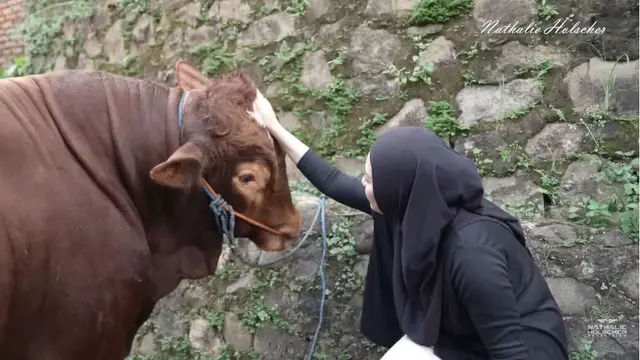 6 Potret Nathalie Holscher Berburu Sapi 1 Ton, Kurban Kedua Sejak Mualaf