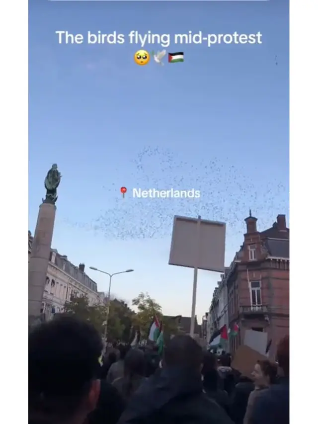 Momen Unik Kawanan Burung Bak Ikut Demo Bela Palestina, Ada di Beberapa Negara