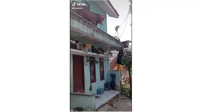 Heboh Sapi Berada di Balkon Lantai 2 Rumah Warga, Cara Naiknya Bikin Heran