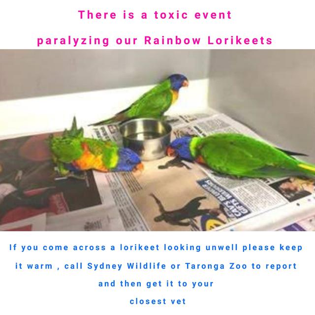 Postingan salah seorang warganet pada 1 Mei 2020 menunjukkan burung lorikeet yang terserang sindrom kelumpuhan. (Dok. Wild Woman Wildlife Rescue - Cassowary Coast Queensland via Facebook)
