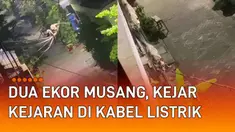 Aksi dua ekor musang berlarian di kabel listrik mengundang perhatian