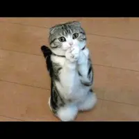 Kucing dan anjing ini bisa memohon minta makan ketika lapar.