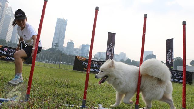Jenis Makanan Yang Bikin Anjing Kena Gangguan Jantung Health Liputan6 Com