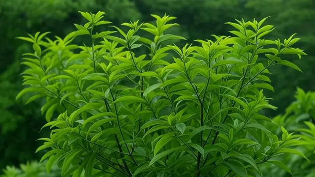 Daun Kersen