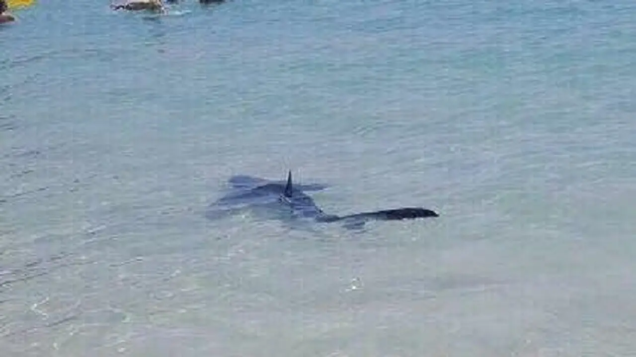 Penampakan hiu biru di Illetas di dekat Magaluf pada hari Sabtu lalu