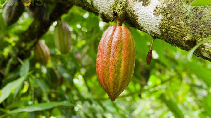 Kakao atau yang sering disebut buah coklat ini merupakan buah yang memiliki rasa yang enak.