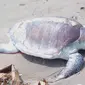 Seekor penyu terdampar di Pantai Laguna Desa Lembupurwo, Kebumen, Sabtu (23/12/2018). (Foto: Liputan6.com/Istimewa/Muhamad Ridlo)