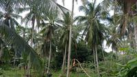 PTPN I berencana mengembangkan komoditas kelapa dengan proyeksi mencapai 50 ribu hektare. Komoditas baru pada Subholding Supporting Co PTPN Group ini akan memanfaatkan lahan cadangan milik PTPN I. (Dok. PTPN)