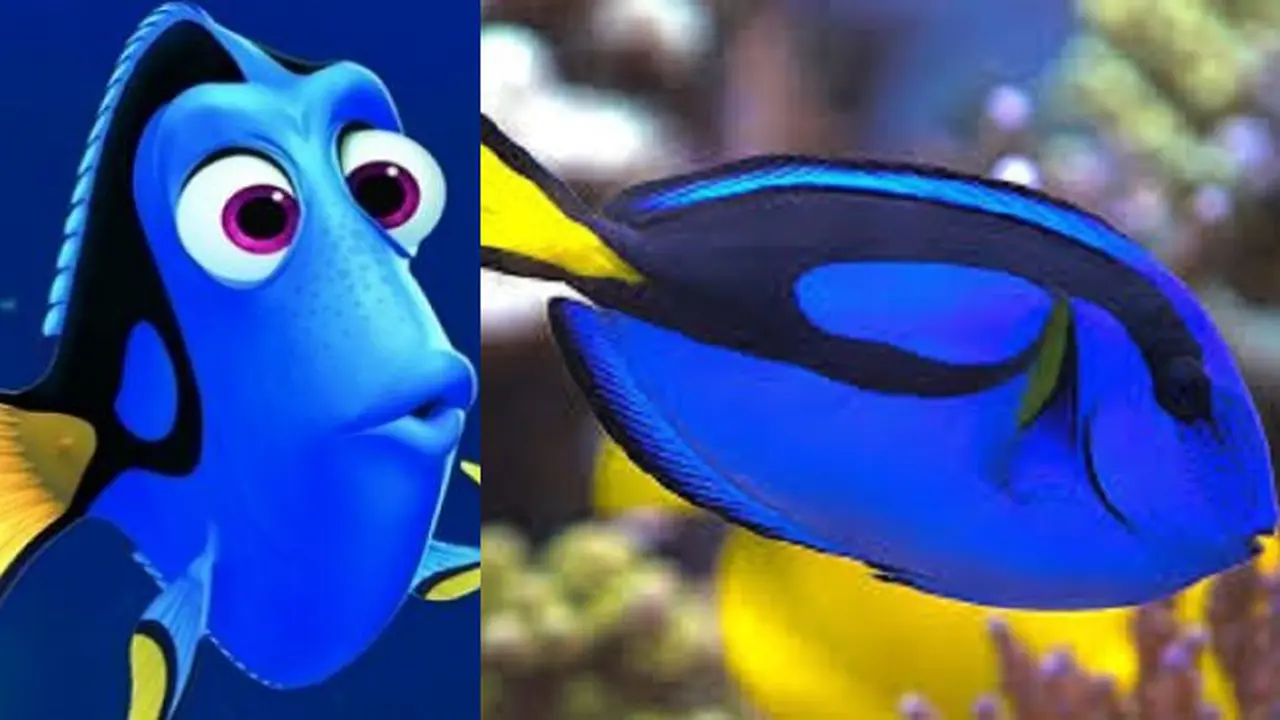 Finding Dory