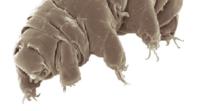 Tardigrades