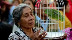 Seorang wanita paruh baya membawa burungnya untuk diberkati di Gereja San Pablo Ermitano, Mexico City, Meksiko (22/1). Pemberkatan hewan ini selalu digelar setiap tahunnya. (AFP Photo/Ronaldo Schemidt)