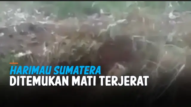 VIDEO: Harimau Sumatera ditemukan Mati dijerat Pemburu