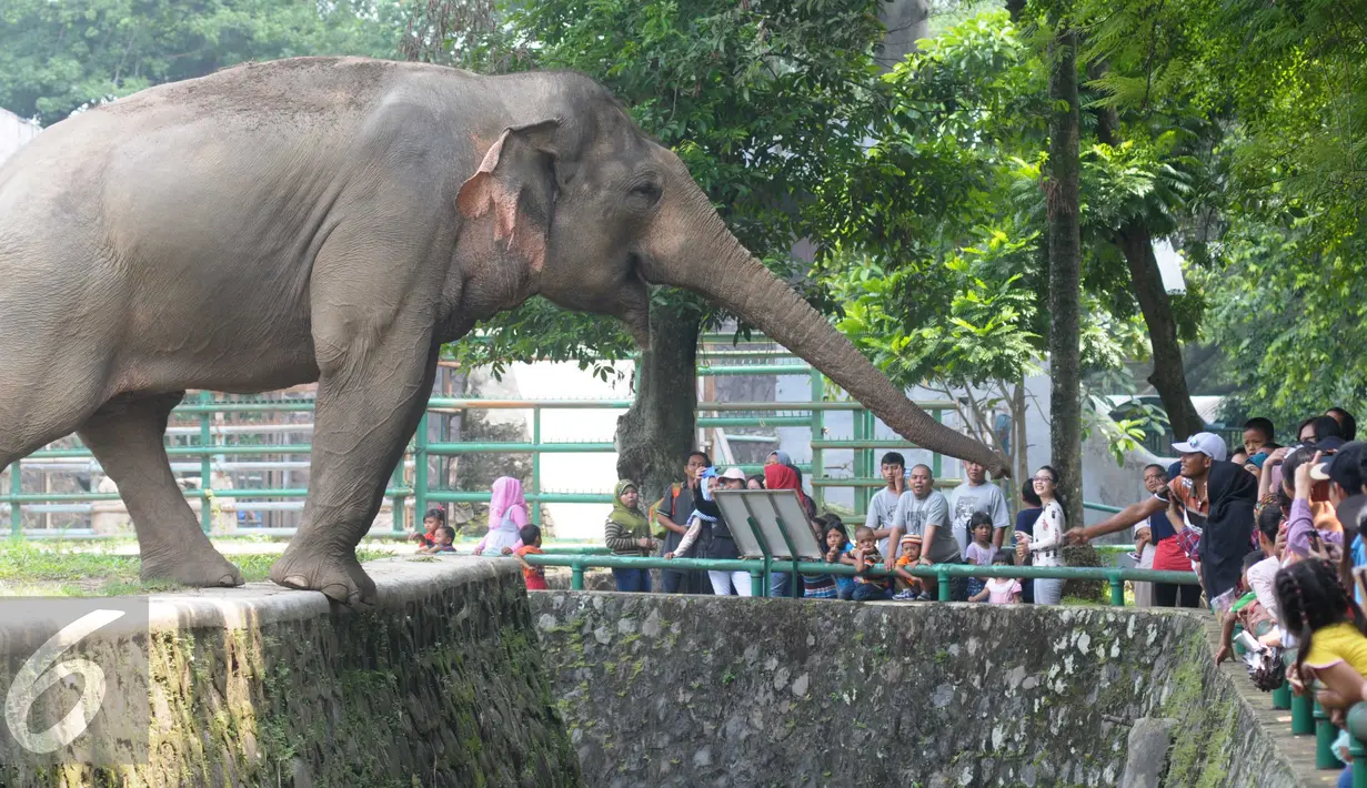 Pengunjung melihat hewan koleksi Ragunan Jakarta, Jumat (6/5). Menurut Humas Ragunan, pengunjung naik hingga 2 sampai 3 kali lipat jika libur di akhir pekan. (Liputan6.com/helmi Afandi)