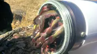 Bergegas Memadamkan Api, Petugas Mendapati Hidran Tersumbat Ikan