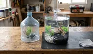 Cara Membuat Aquarium dari Galon Bekas, Hemat Biaya dan Tetap Estetik