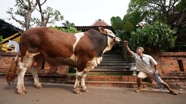 Daftar Harga Sapi Jumbo di Indonesia Tahun 2024, Ini Rincian Lengkapnya