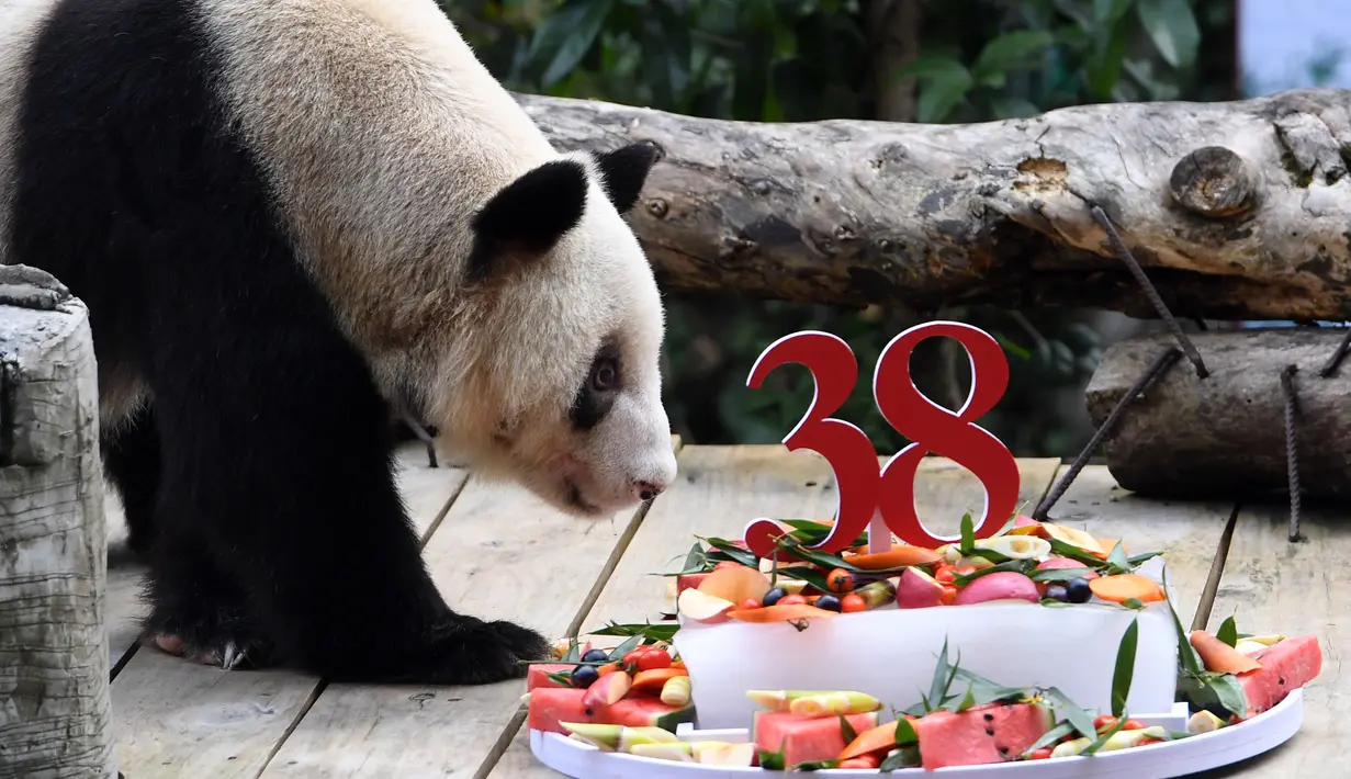 Panda raksasa Xinxing menikmati kue ulang tahun spesialnya di Kebun Binatang Chongqing di Kota Chongqing, China pada 16 Agustus 2020. "Nenek panda" yang menjadi bintang di kebun binatang itu pada Minggu (16/8) berulang tahun ke-38, atau setara usia 110-150 tahun pada manusia. (Xinhua/Tang Yi)