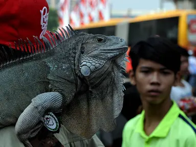 Pencinta reptil yang tergabung dalam Reptile dan Amphibian Community menampilkan beberapa hewan reptil mereka di Car Free Day, Jakarta, Minggu (23/8/2015). Kehadiran mereka menarik perhatian warga yang sedang menikmati CFD. (Liputan6.com/Johan Tallo)