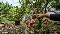 10 Cara Membasmi Kutu Putih pada Tanaman Buah Secara Alami, Ampuh Menekan Hama tanpa Kimia