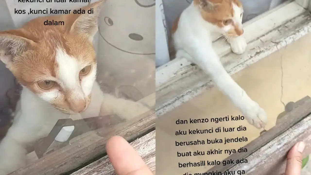 Cara kucing pintar selamatkan tuannya yang terkunci dari luar kamar.