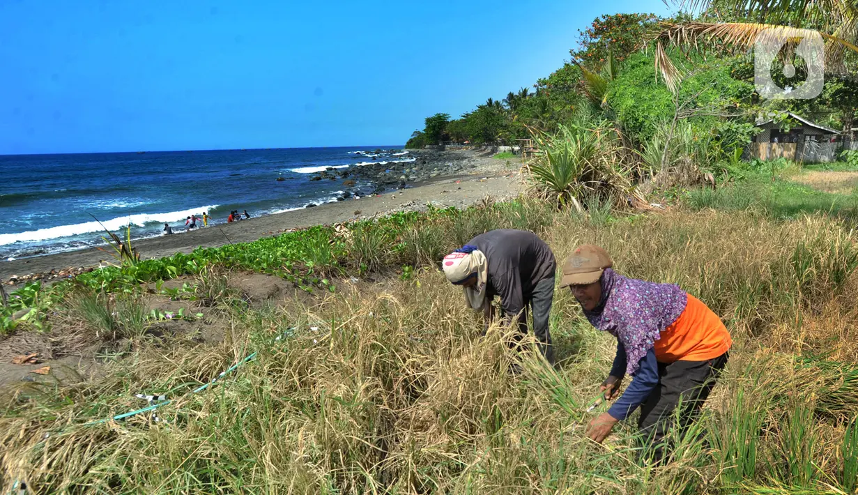 Petani melakukan panen padi jenis Ciherang di kawasan Pantai Sukawayana, Pelabuhan Ratu, Sukabumi, Minggu (1/12/2019). Saat ini harga gabah kering mencapai Rp 5600/ kg dari harga semula Rp Rp 4700/kg. (merdeka.com/Arie Basuki)