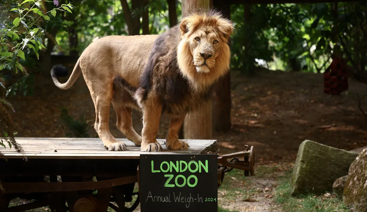 Bhanu, seekor singa Asia, bereaksi di kandangnya saat sesi foto penimbangan tahunan di Kebun Binatang London, di London, Senin, 19 Agustus 2024. (HENRY NICHOLLS / AFP)