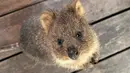 Tampaknya, usaha Lisa untuk bertemu quokka tidak mudah. "Perjalanan yang begitu jauh untuk bertemu denganmu secara langsung, bro", kata dia. (Foto: Instagram/ lalalalisa_m)