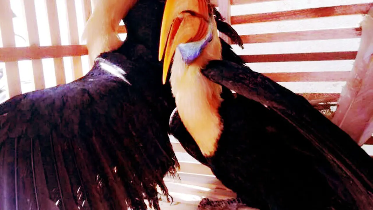 Burung Enggang