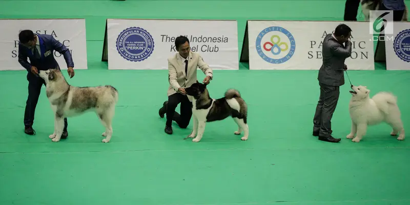 Aksi Menggemaskan Para Anjing di International Dog Show 2018