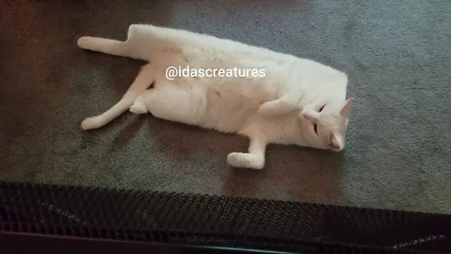 6 Editan Foto Kucing Ini Bikin Tepuk Jidat, Idenya Kelewat Unik