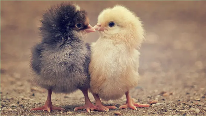 Courtesy ShutterStock.com