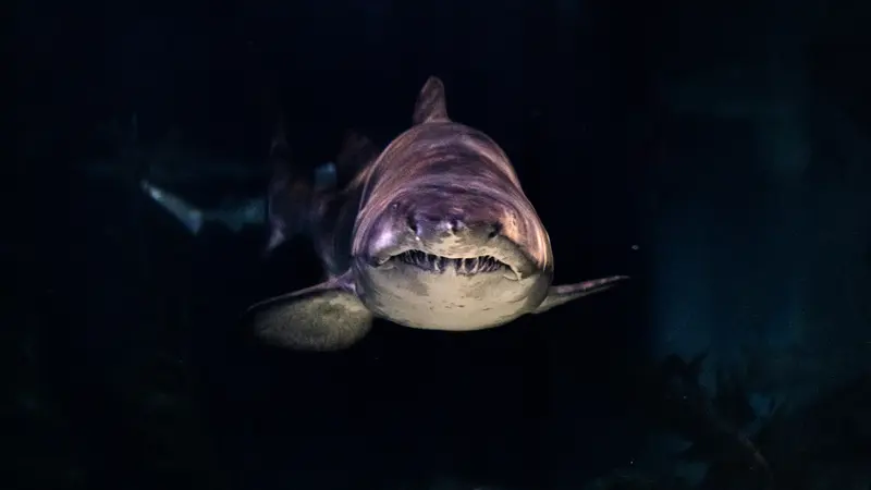 Ilustrasi hiu