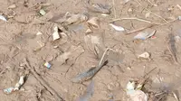 Cerita Warga yang Sempat Mencicipi Ikan Sungai Cisadane Pasca Tercemar, Langsung Pusing dan Kliyengan