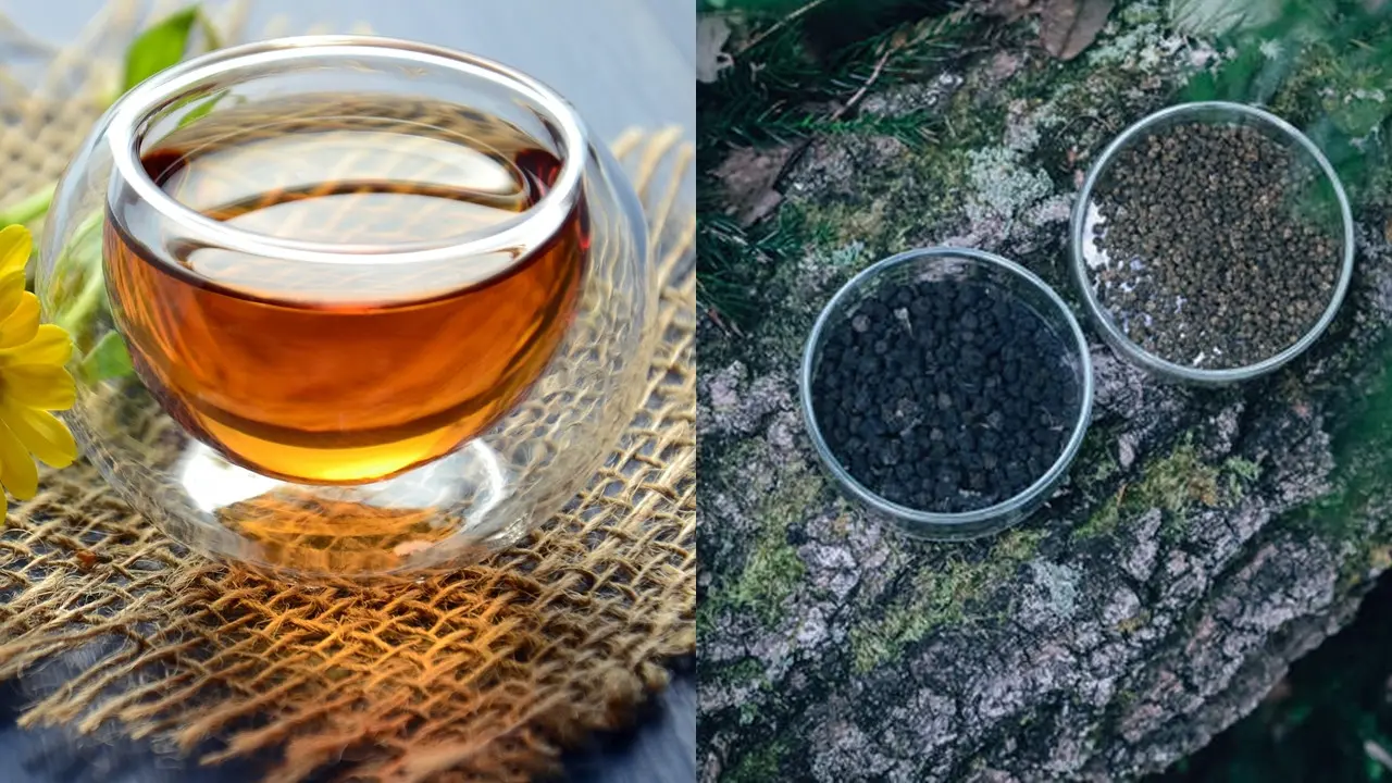 Teh Kotoran Ulat