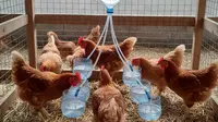 7 Desain Tempat Minum Ayam dari Botol Plastik Bekas, Praktis dan Mudah Dibuat