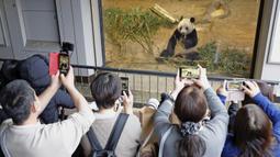 Pengunjung mengangkat telepon pintar untuk memfilmkan panda raksasa Xiang Xiang yang terlihat dalam kandang pada hari pengamatan terakhirnya sebelum ia kembali ke China untuk selamanya di Kebun Binatang Ueno, Tokyo, Jepang, 19 Februari 2023. Pengunjung berbondong-bondong mengunjungi Kebun Binatang Ueno untuk melihat detik-detik terakhir Xiang Xiang berada di Jepang. (Masanori Takei/Kyodo News via AP)