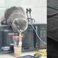 6 Tingkah Lucu Kucing saat Minum Pakai Sedotan Ini Bikin Gemas (1cak Twitter/twitkocheng)