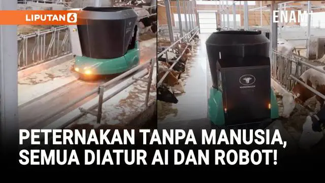 Peternakan ini dioperasikan oleh kecerdasan buatan (AI) yang bisa menakar berapa banyak pakan yang dibutuhkan oleh sapi, serta robot yang bisa membersihkan kandang.