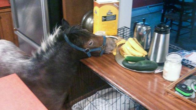 10 Potret Hewan Peliharaan saat Ketahuan Mencuri Makanan Ini Bikin Gemas